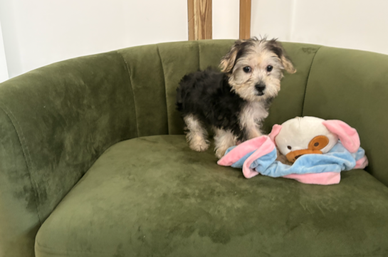 Best Morkie Baby