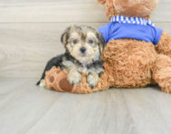 6 week old Morkie Puppy For Sale - Pilesgrove Pups