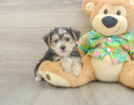 5 week old Morkie Puppy For Sale - Pilesgrove Pups
