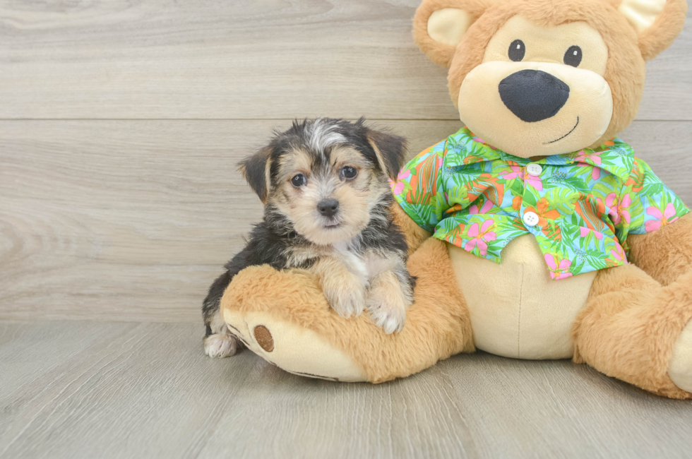 6 week old Morkie Puppy For Sale - Pilesgrove Pups