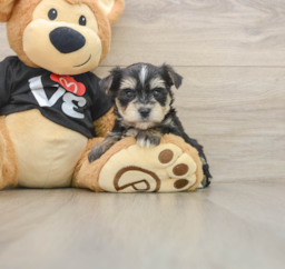 5 week old Morkie Puppy For Sale - Pilesgrove Pups