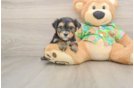 Best Morkie Baby