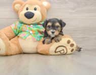 5 week old Morkie Puppy For Sale - Pilesgrove Pups