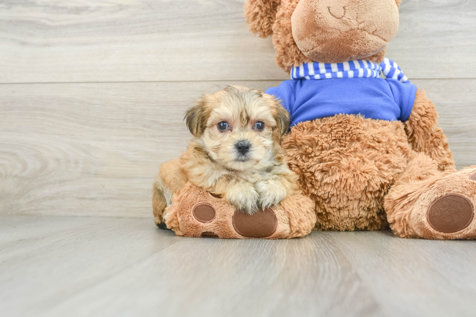 Hypoallergenic Yortese Designer Puppy