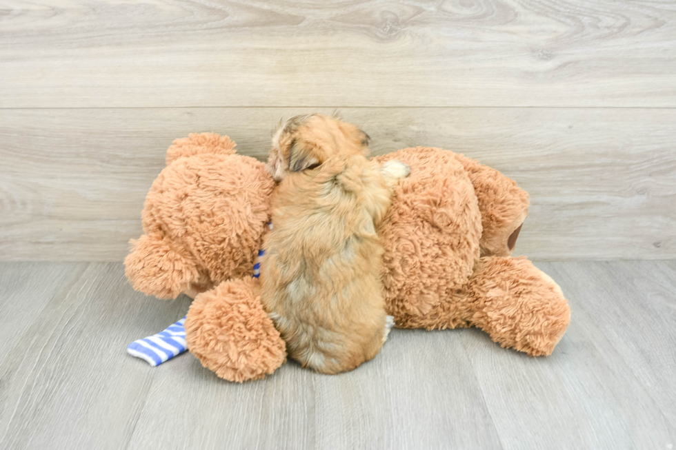Energetic Maltiyork Designer Puppy