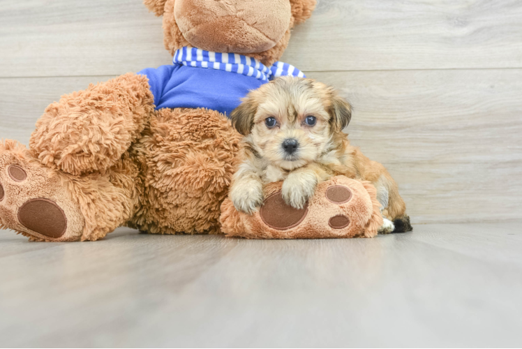 Playful Yorkiemalt Designer Puppy