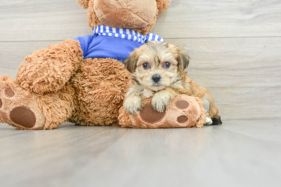 Playful Yorkiemalt Designer Puppy