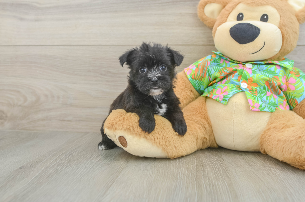 6 week old Morkie Puppy For Sale - Pilesgrove Pups