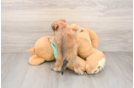 Morkie Puppy for Adoption