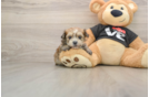 Best Morkie Baby