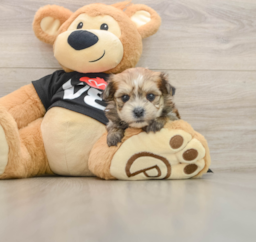 5 week old Morkie Puppy For Sale - Pilesgrove Pups