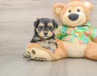 5 week old Morkie Puppy For Sale - Pilesgrove Pups