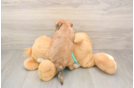Popular Morkie Designer Pup