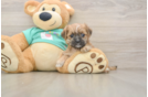 Morkie Pup Being Cute