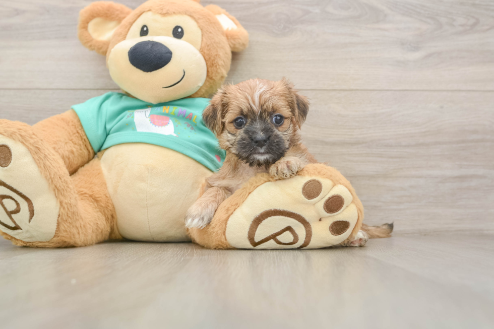 Morkie Pup Being Cute