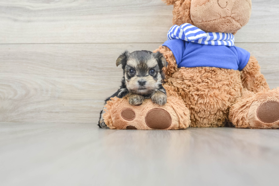 Morkie Pup Being Cute