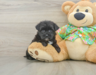 6 week old Morkie Puppy For Sale - Pilesgrove Pups