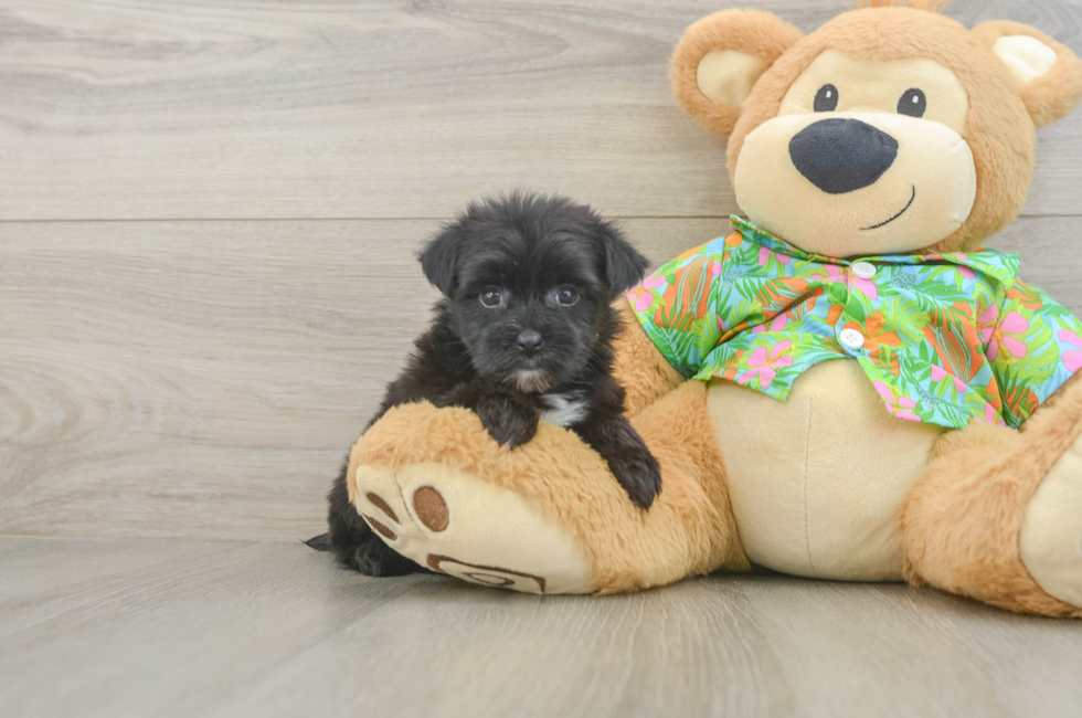 5 week old Morkie Puppy For Sale - Pilesgrove Pups