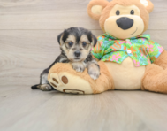 5 week old Morkie Puppy For Sale - Pilesgrove Pups