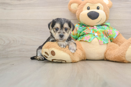 Morkie Pup Being Cute