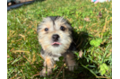 Morkie Pup Being Cute