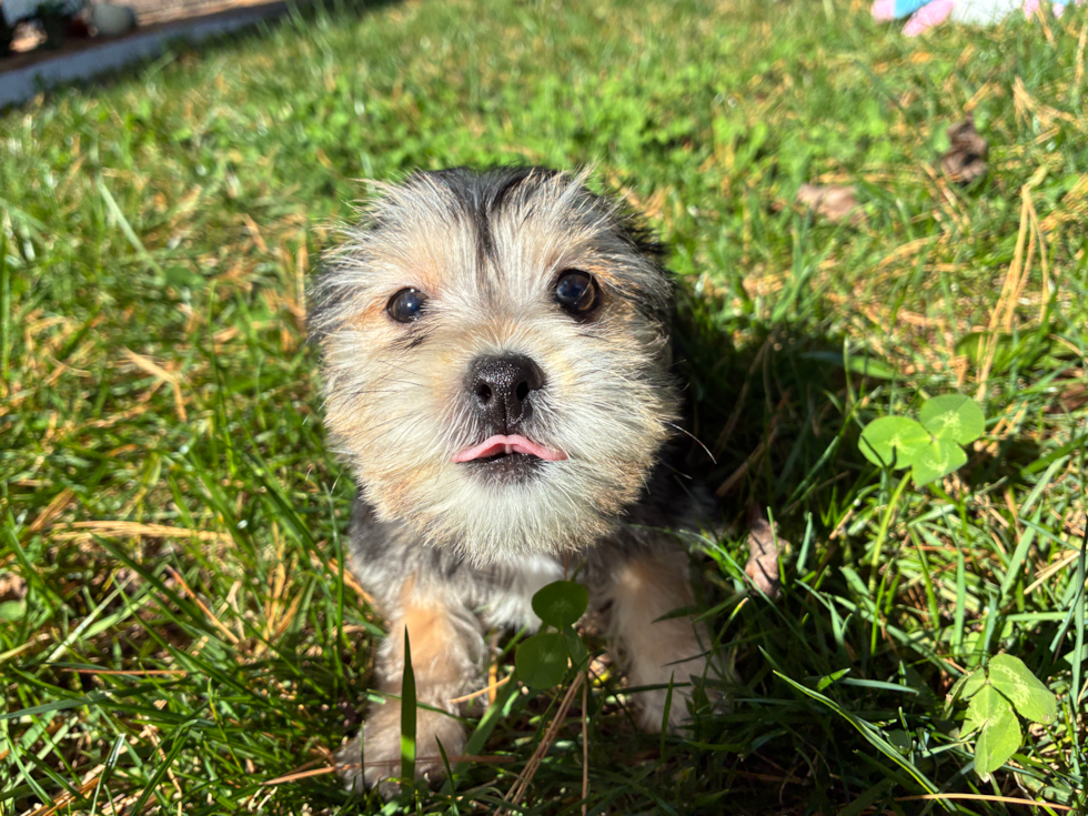 Morkie Pup Being Cute