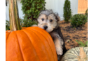 Cute Morkie Baby
