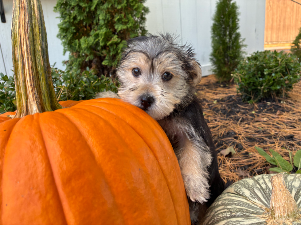 Cute Morkie Baby