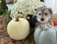 10 week old Morkie Puppy For Sale - Pilesgrove Pups