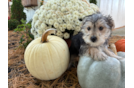 Cute Morkie Baby