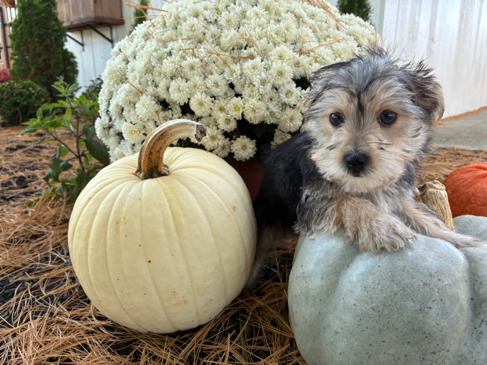 Cute Morkie Baby