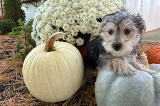 Cute Morkie Baby