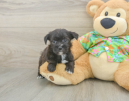 5 week old Morkie Puppy For Sale - Pilesgrove Pups