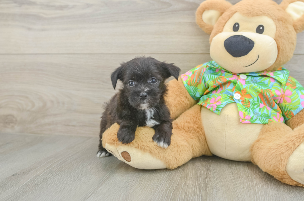 5 week old Morkie Puppy For Sale - Pilesgrove Pups