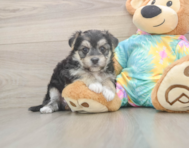 5 week old Morkie Puppy For Sale - Pilesgrove Pups