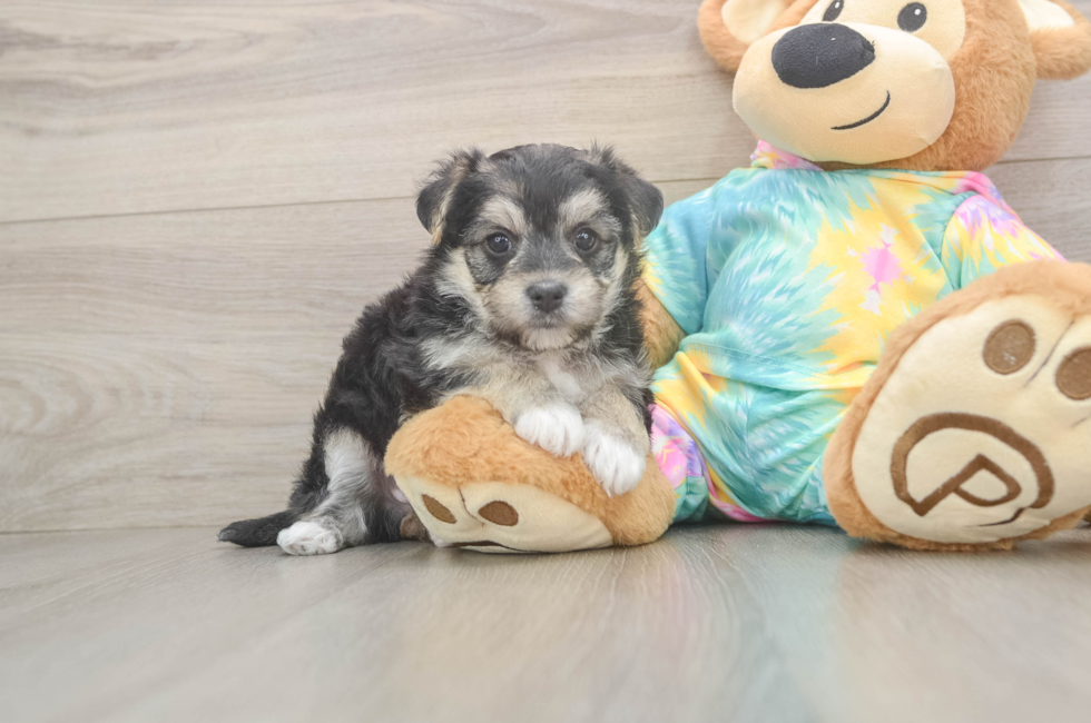 5 week old Morkie Puppy For Sale - Pilesgrove Pups