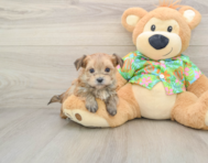 5 week old Morkie Puppy For Sale - Pilesgrove Pups
