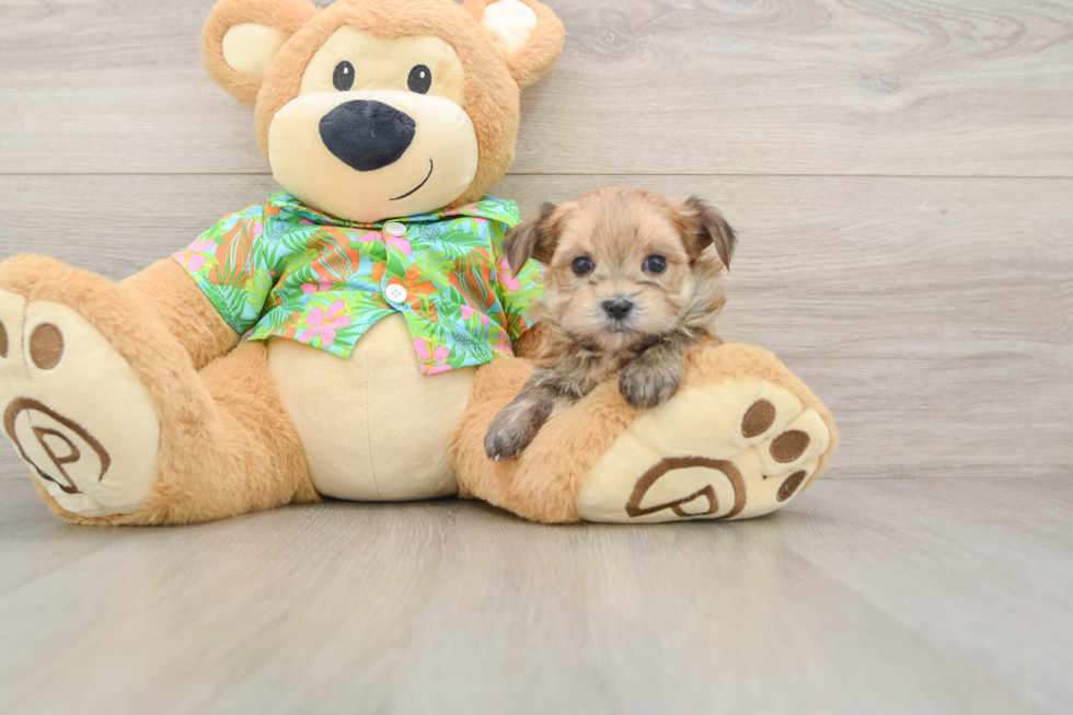 Smart Morkie Designer Pup