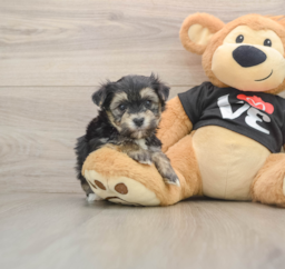 5 week old Morkie Puppy For Sale - Pilesgrove Pups