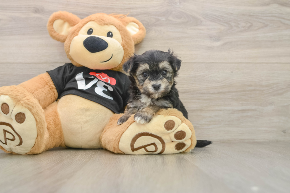 Energetic Malki Designer Puppy