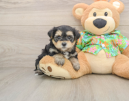 5 week old Morkie Puppy For Sale - Pilesgrove Pups