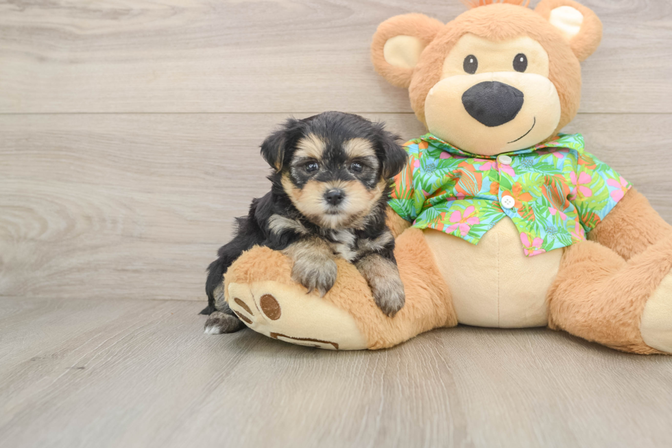Fluffy Morkie Designer Pup