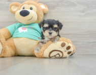 6 week old Morkie Puppy For Sale - Pilesgrove Pups