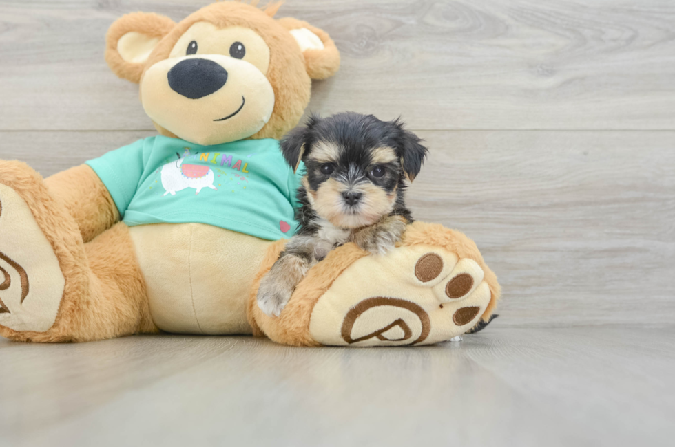 7 week old Morkie Puppy For Sale - Pilesgrove Pups