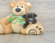 7 week old Morkie Puppy For Sale - Pilesgrove Pups