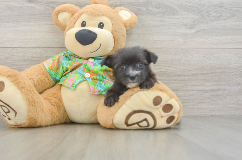 6 week old Morkie Puppy For Sale - Pilesgrove Pups
