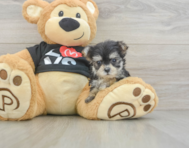 7 week old Morkie Puppy For Sale - Pilesgrove Pups
