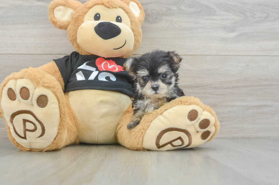 7 week old Morkie Puppy For Sale - Pilesgrove Pups