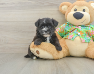 6 week old Morkie Puppy For Sale - Pilesgrove Pups