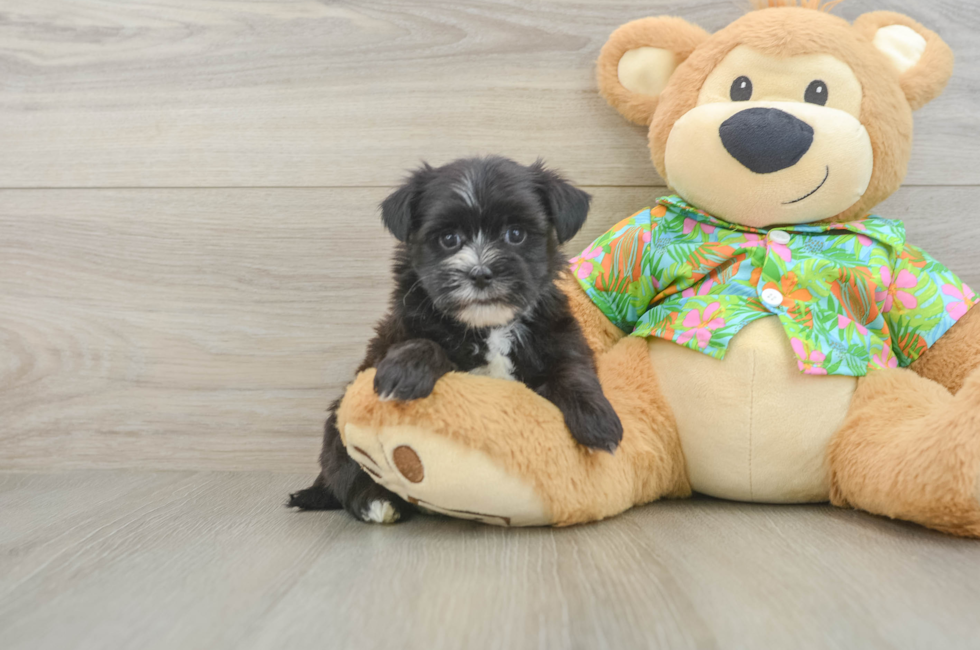 5 week old Morkie Puppy For Sale - Pilesgrove Pups